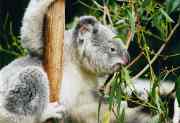 Miniatura de Koala